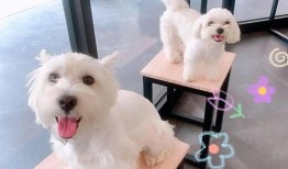 飞哥马尔济斯爆料视频,揭秘视频背后的惊人真相